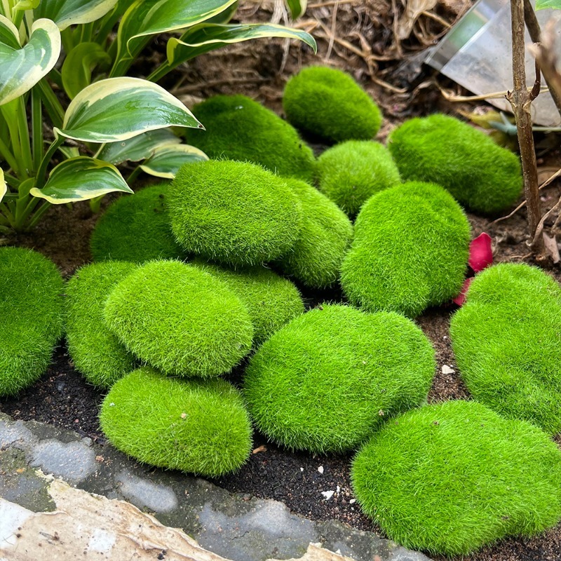 5/30 pz Pietre di Muschio Arti - Preserved Moss Sheet recensione e prezzo