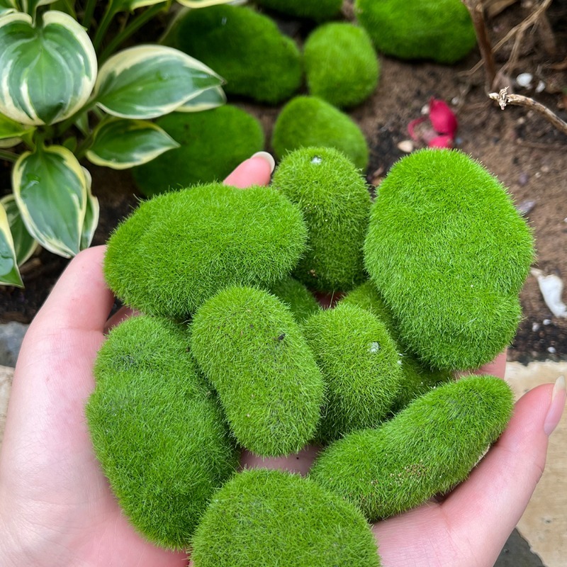 5/30 pz Pietre di Muschio Arti - Preserved Moss Sheet recensione e prezzo