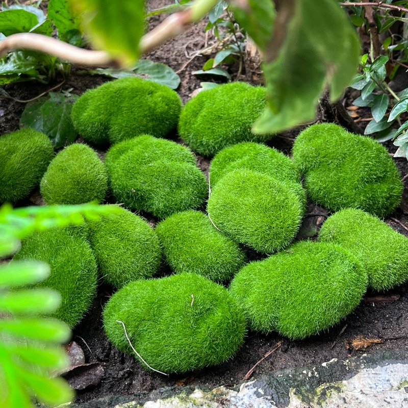 100/5 Pezzi Rocce di Muschio A - Preserved Moss Sheet recensione e prezzo