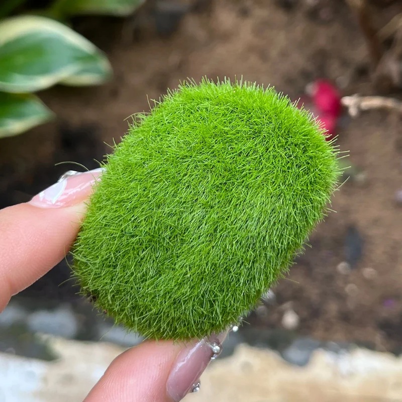 100/5 Pezzi Rocce di Muschio A - Preserved Moss Sheet recensione e prezzo